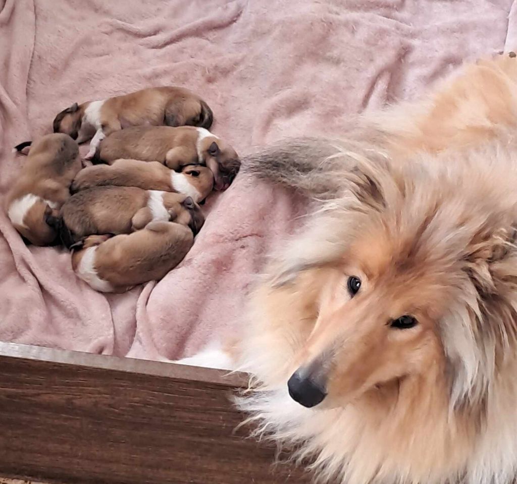 chiot Colley à poil long de la Vallée de l'Aisne