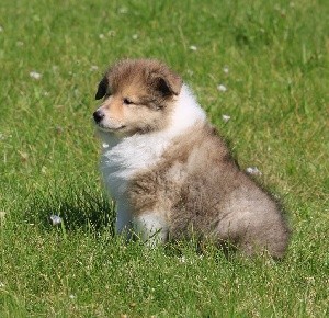 CHIOT Fille n°3 Sybelle blonde