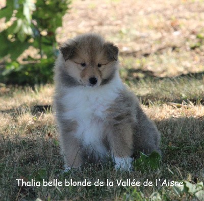 CHIOT Thalia belle blonde
