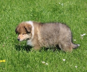 CHIOT Mâle n°2 SHADOW