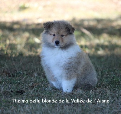 CHIOT Thelma belle blonde
