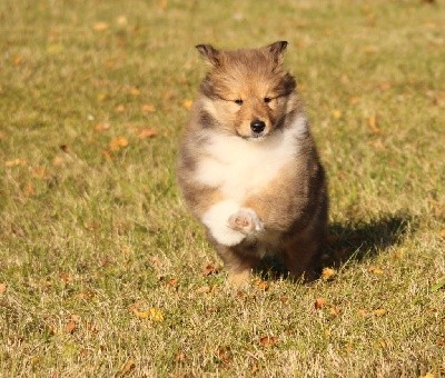 CHIOT Fille n°3 Sally blonde