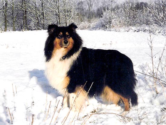 Nice'looking black de la Vallée de l'Aisne