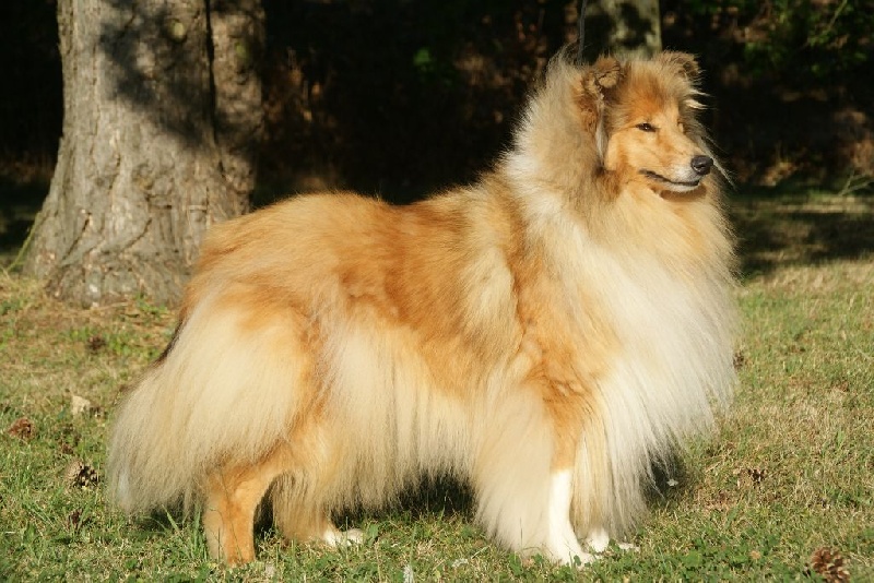 D'jenny de la Vallée de l'Aisne