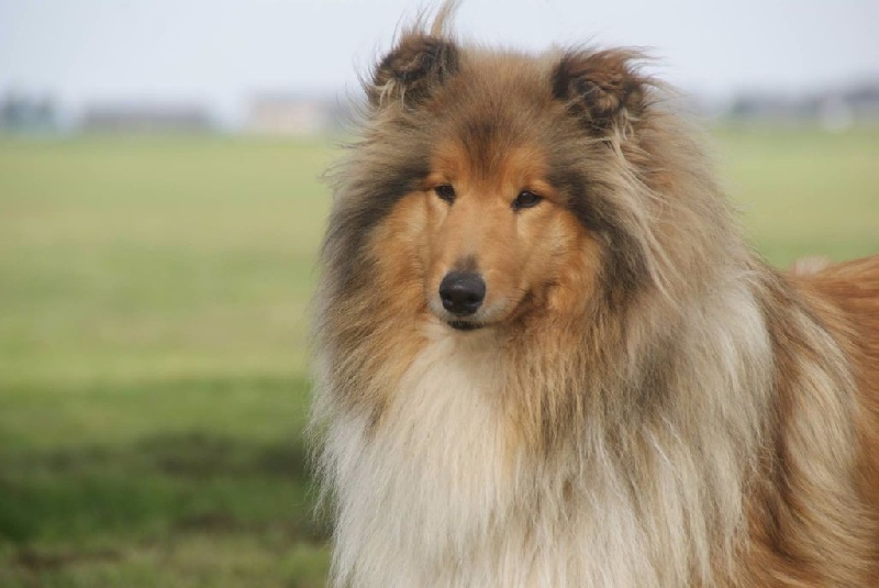 Gloria de cacharel of Lowlands Green Valley