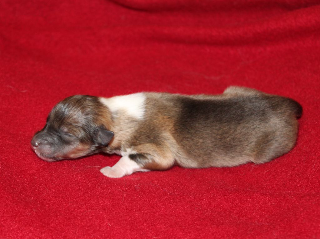 de la Vallée de l'Aisne - Chiots disponibles - Colley à poil long