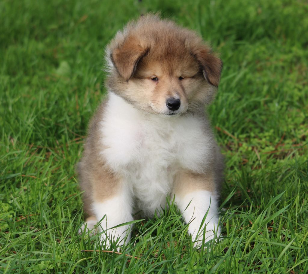 de la Vallée de l'Aisne - Colley à poil long - Portée née le 01/09/2020