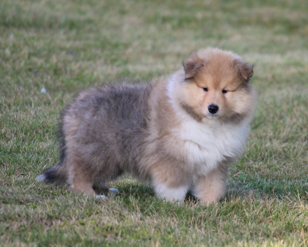 de la Vallée de l'Aisne - Colley à poil long - Portée née le 16/08/2021