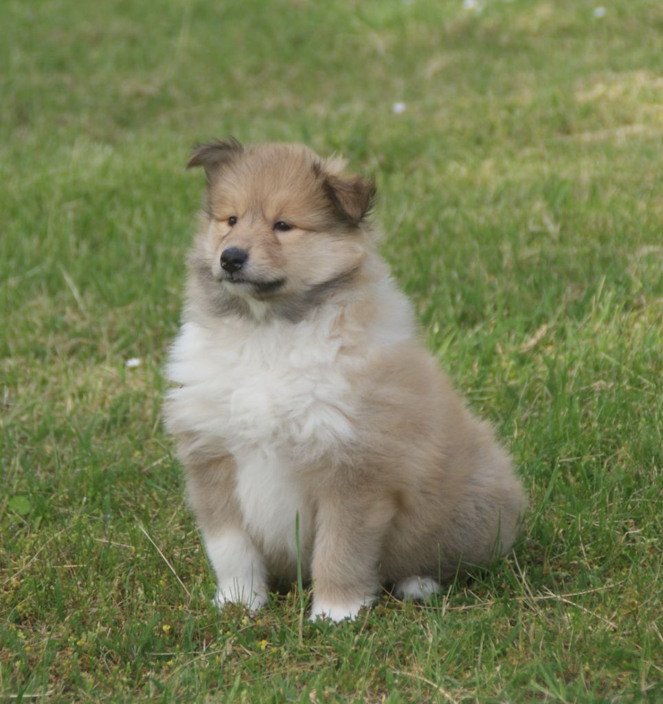 de la Vallée de l'Aisne - Colley à poil long - Portée née le 06/04/2019