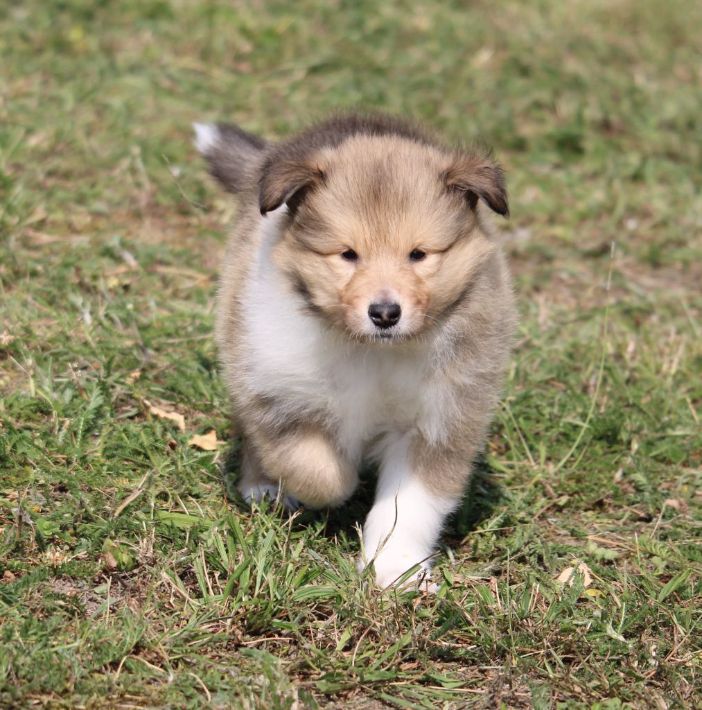 de la Vallée de l'Aisne - Chiots disponibles - Colley à poil long