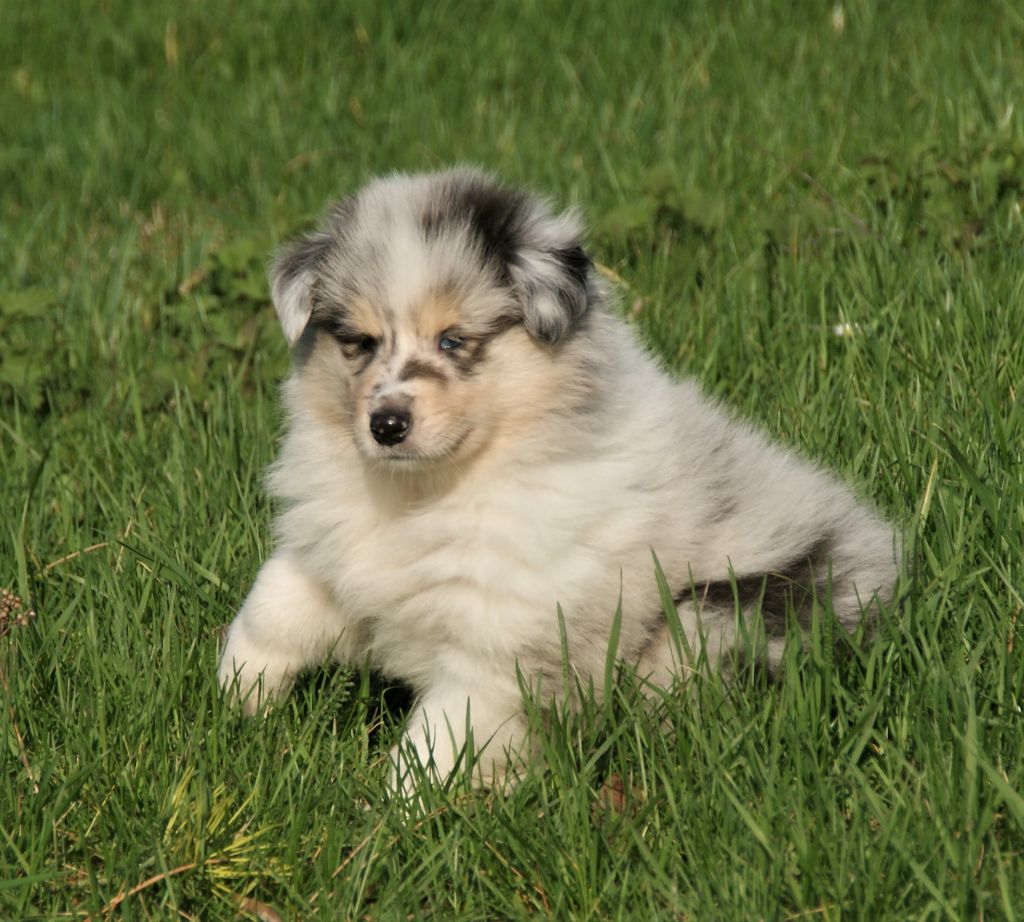 de la Vallée de l'Aisne - Colley à poil long - Portée née le 04/02/2019