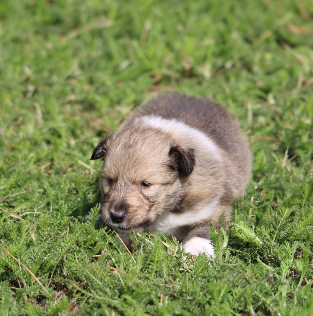 de la Vallée de l'Aisne - Chiots disponibles - Colley à poil long