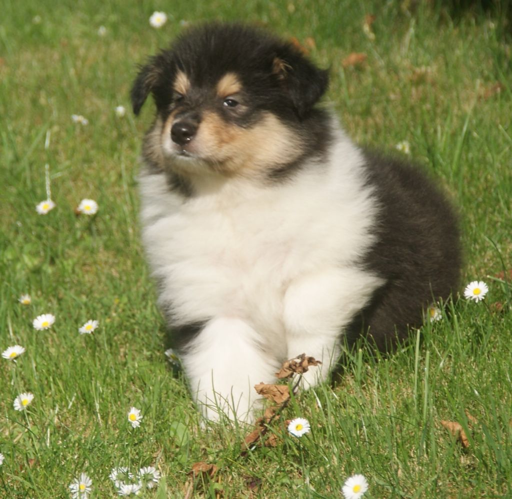 de la Vallée de l'Aisne - Colley à poil long - Portée née le 18/04/2018