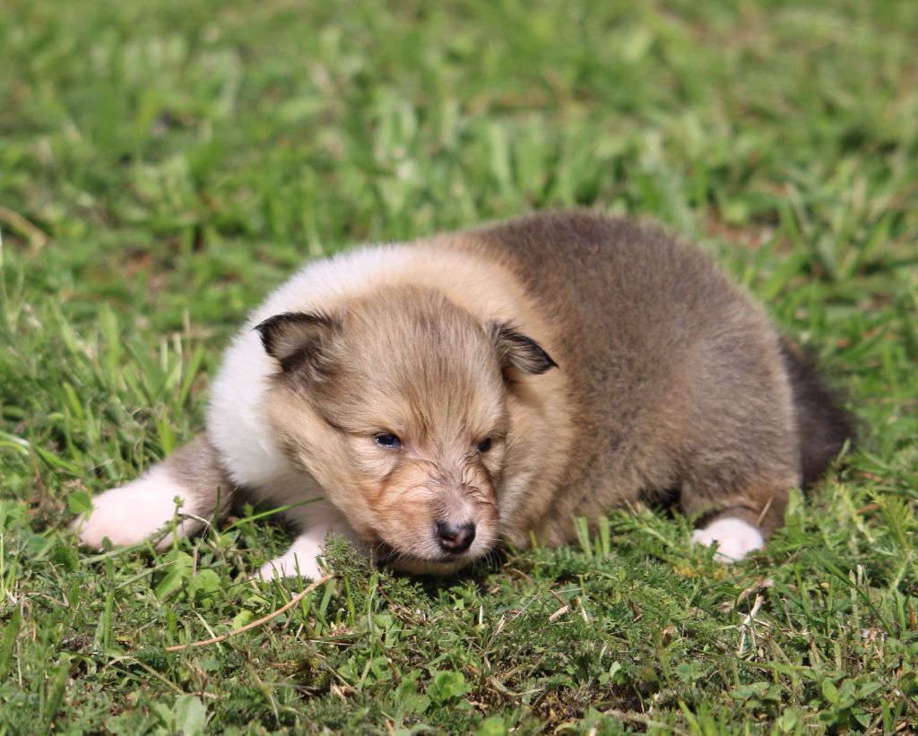 de la Vallée de l'Aisne - Chiots disponibles - Colley à poil long
