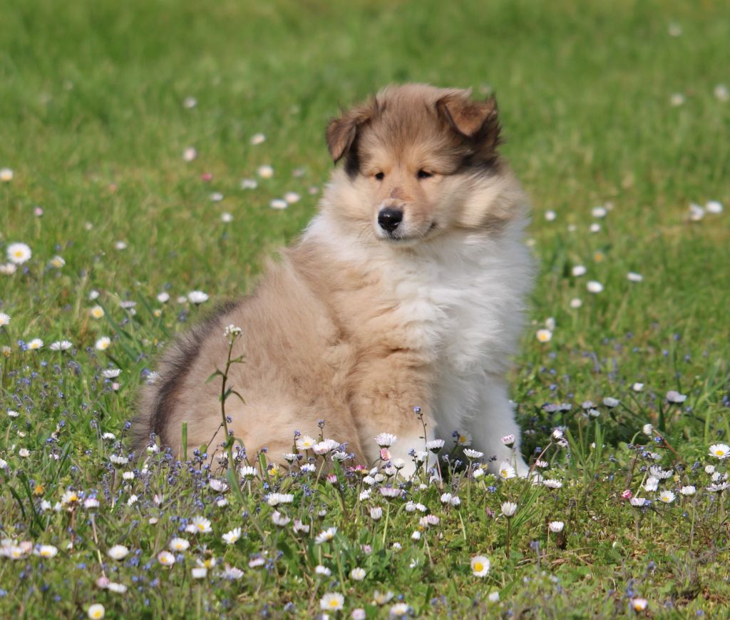 de la Vallée de l'Aisne - Colley à poil long - Portée née le 26/02/2023