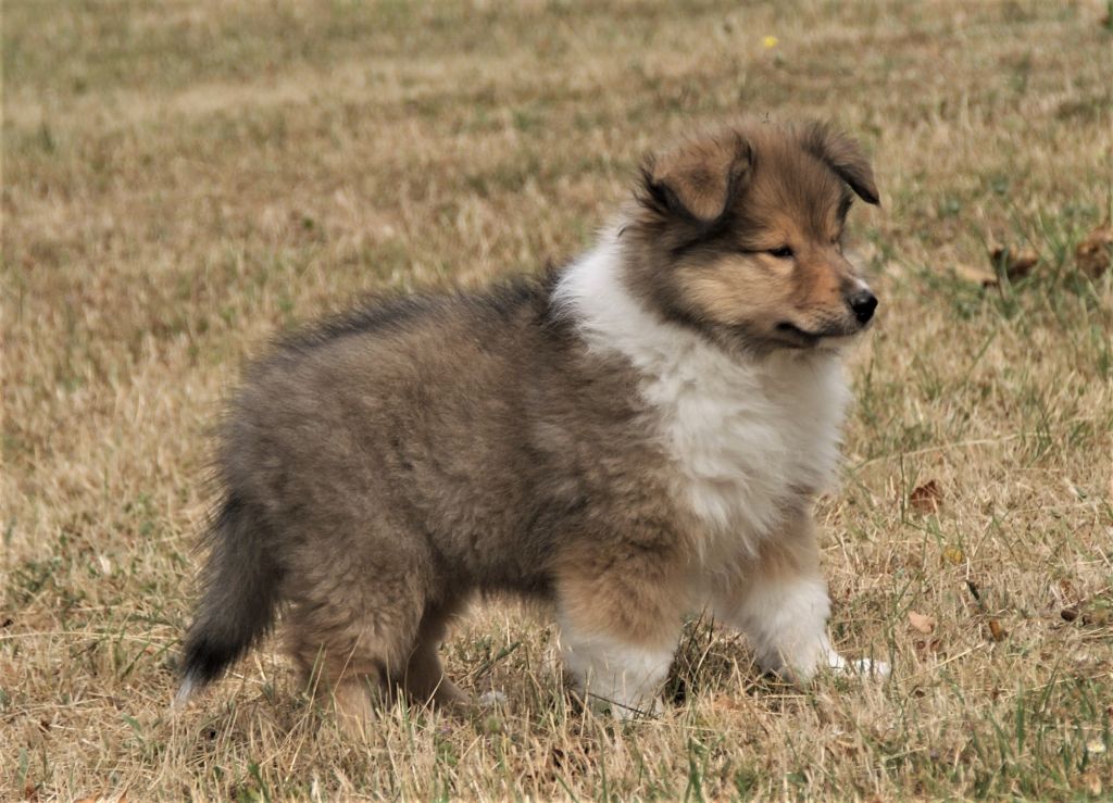 de la Vallée de l'Aisne - Colley à poil long - Portée née le 12/05/2018