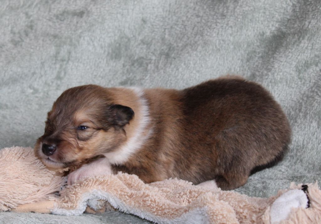de la Vallée de l'Aisne - Chiots disponibles - Colley à poil long
