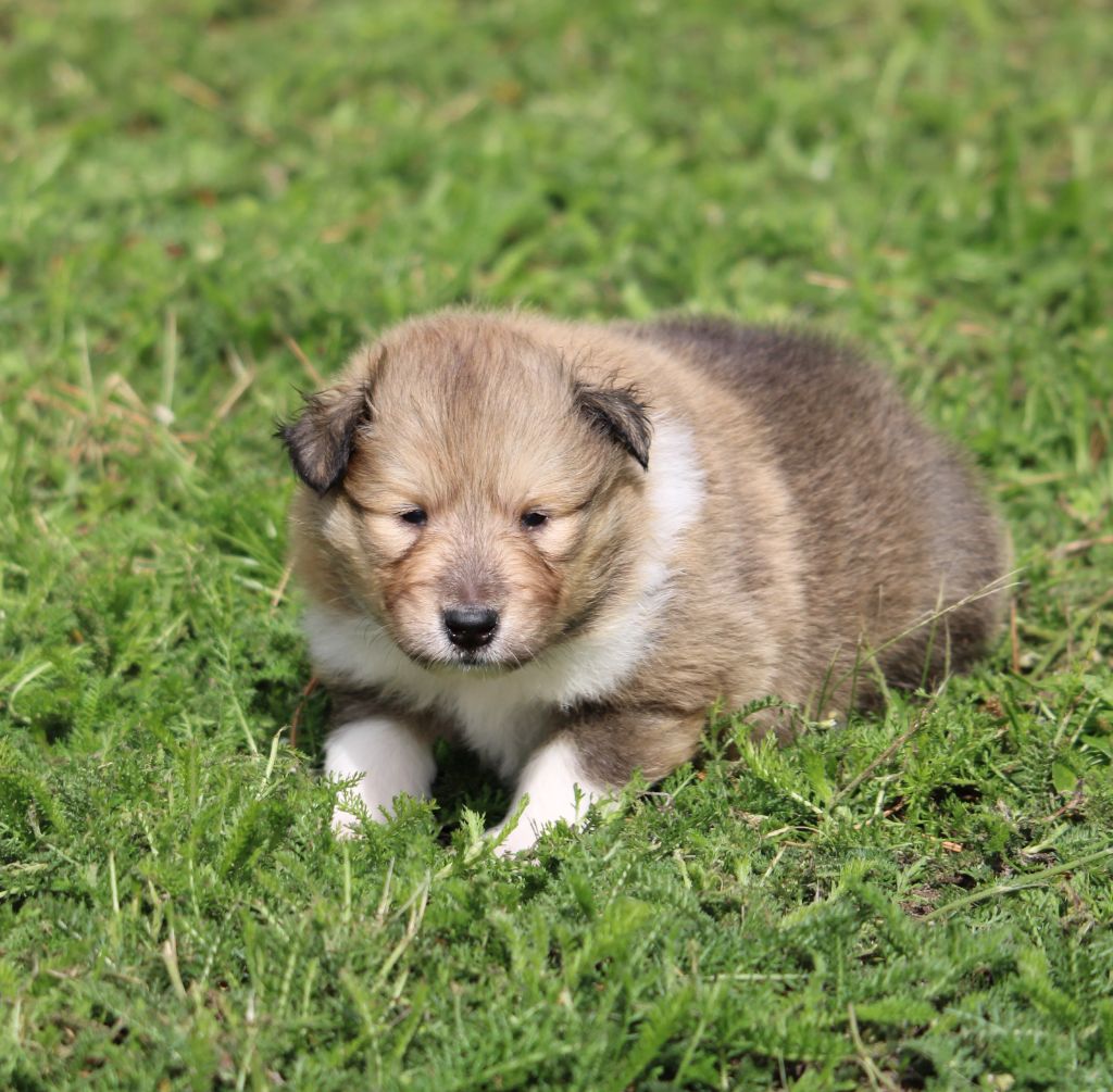 de la Vallée de l'Aisne - Chiots disponibles - Colley à poil long