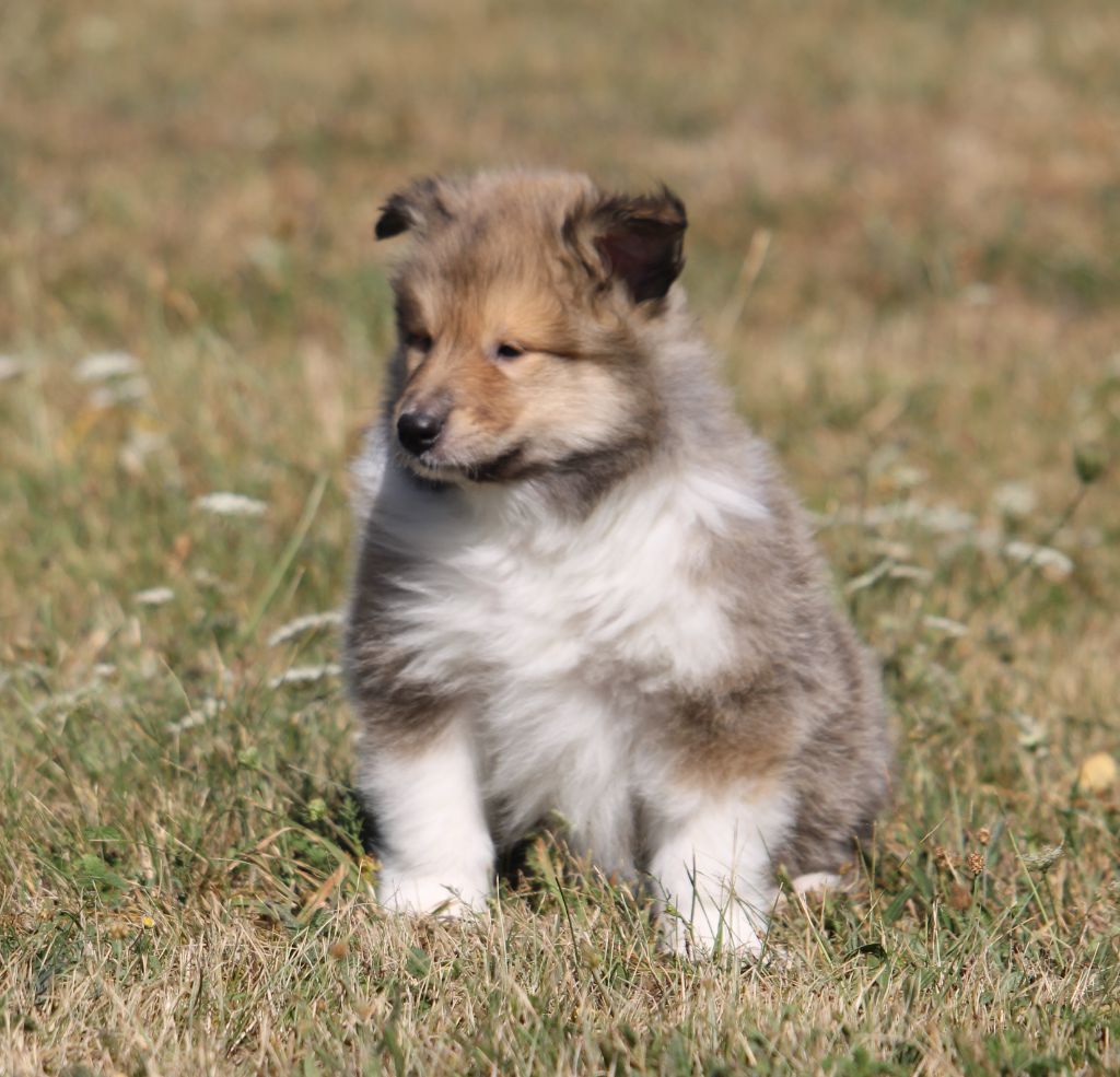 de la Vallée de l'Aisne - Colley à poil long - Portée née le 22/06/2022