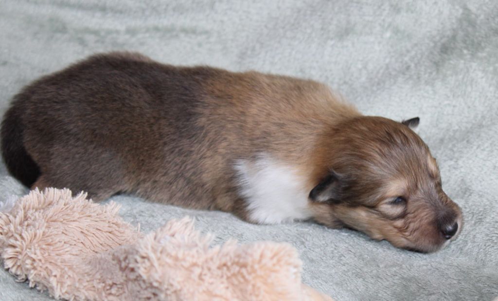 de la Vallée de l'Aisne - Chiots disponibles - Colley à poil long