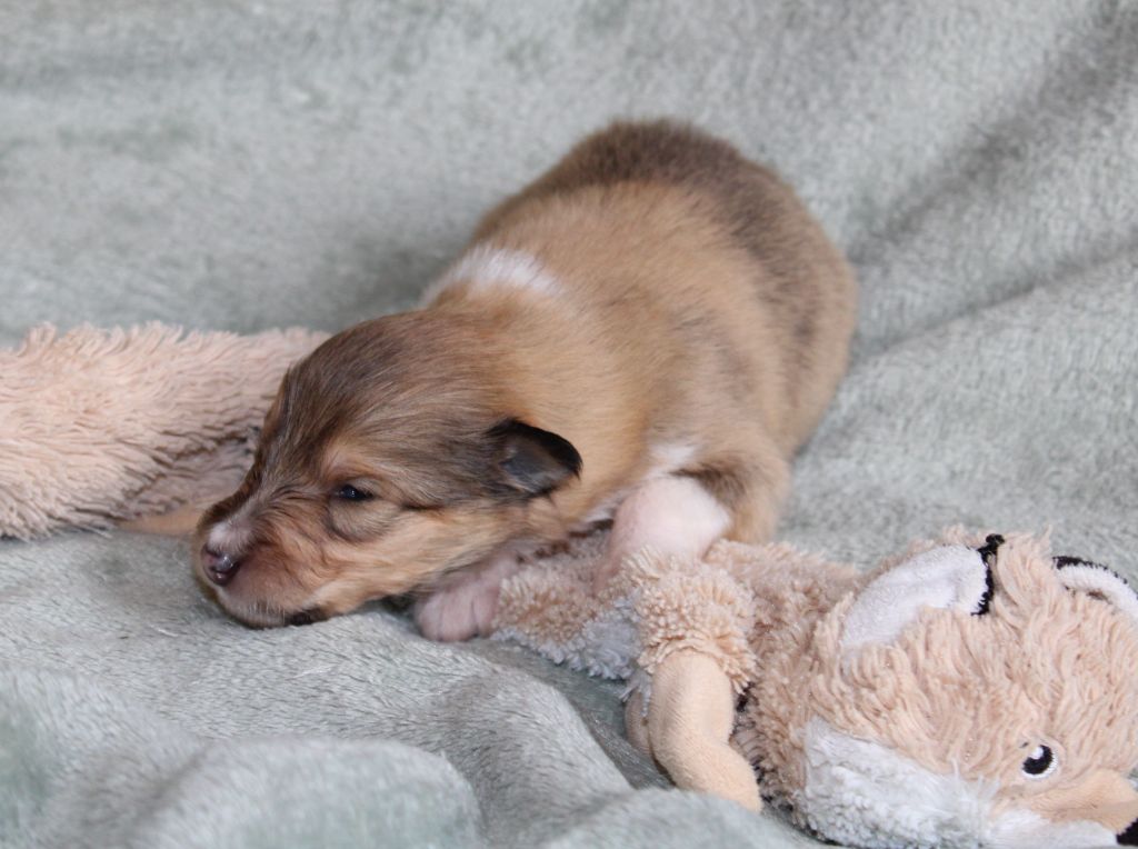 de la Vallée de l'Aisne - Chiots disponibles - Colley à poil long