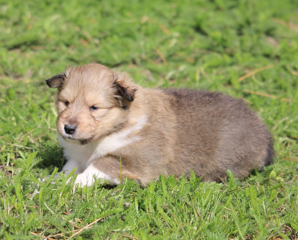 de la Vallée de l'Aisne - Chiots disponibles - Colley à poil long