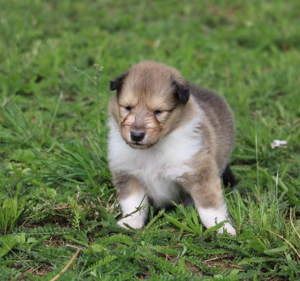 de la Vallée de l'Aisne - Chiots disponibles - Colley à poil long