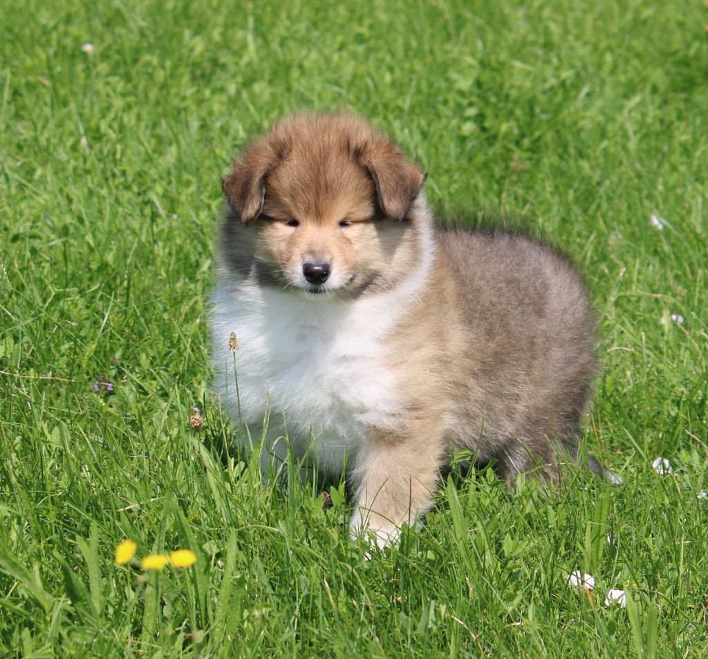 de la Vallée de l'Aisne - Colley à poil long - Portée née le 02/06/2021