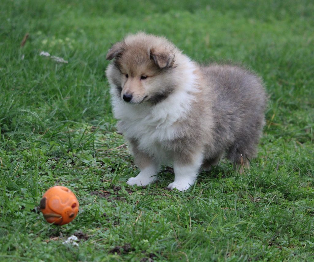 de la Vallée de l'Aisne - Colley à poil long - Portée née le 27/09/2020