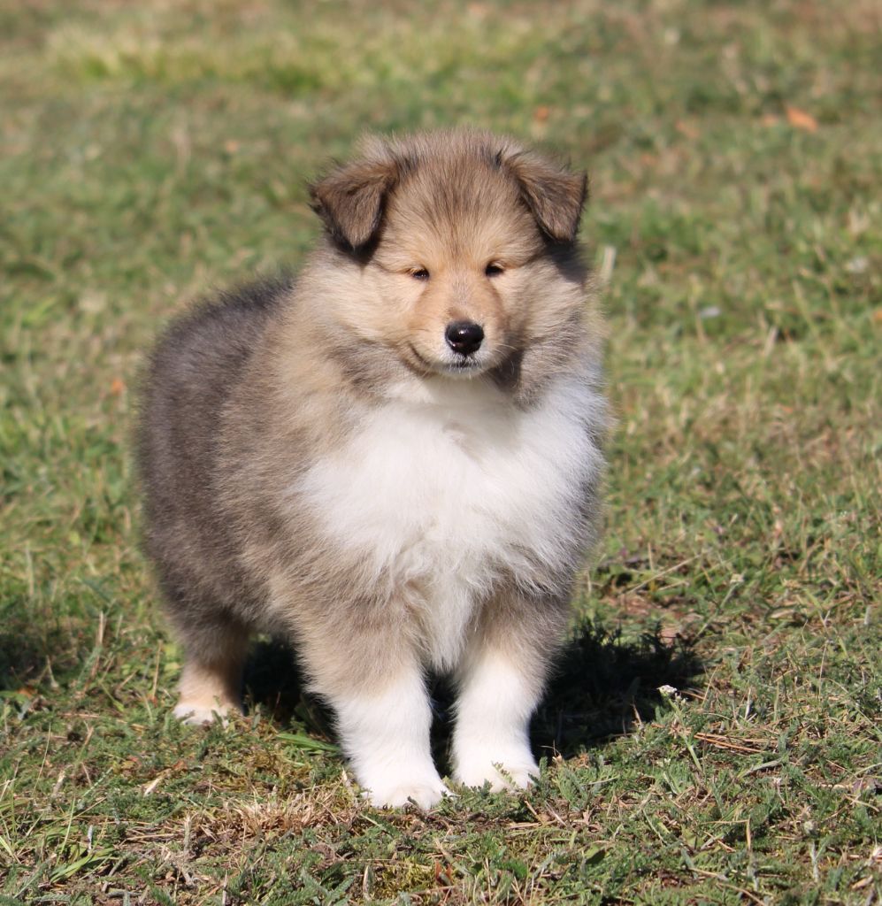 de la Vallée de l'Aisne - Chiots disponibles - Colley à poil long