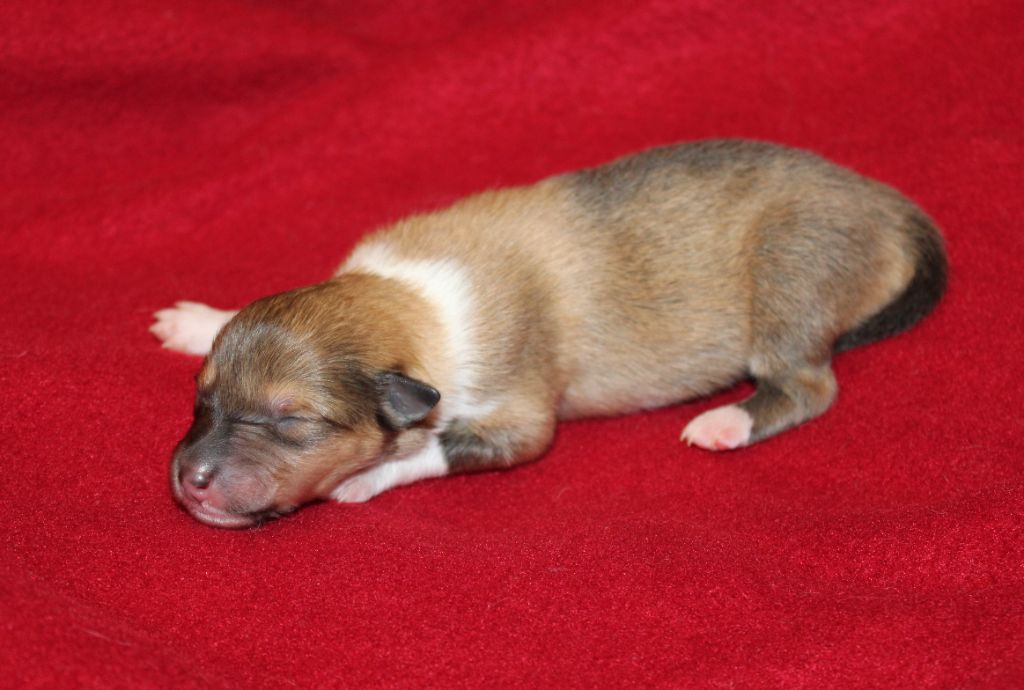 de la Vallée de l'Aisne - Chiots disponibles - Colley à poil long