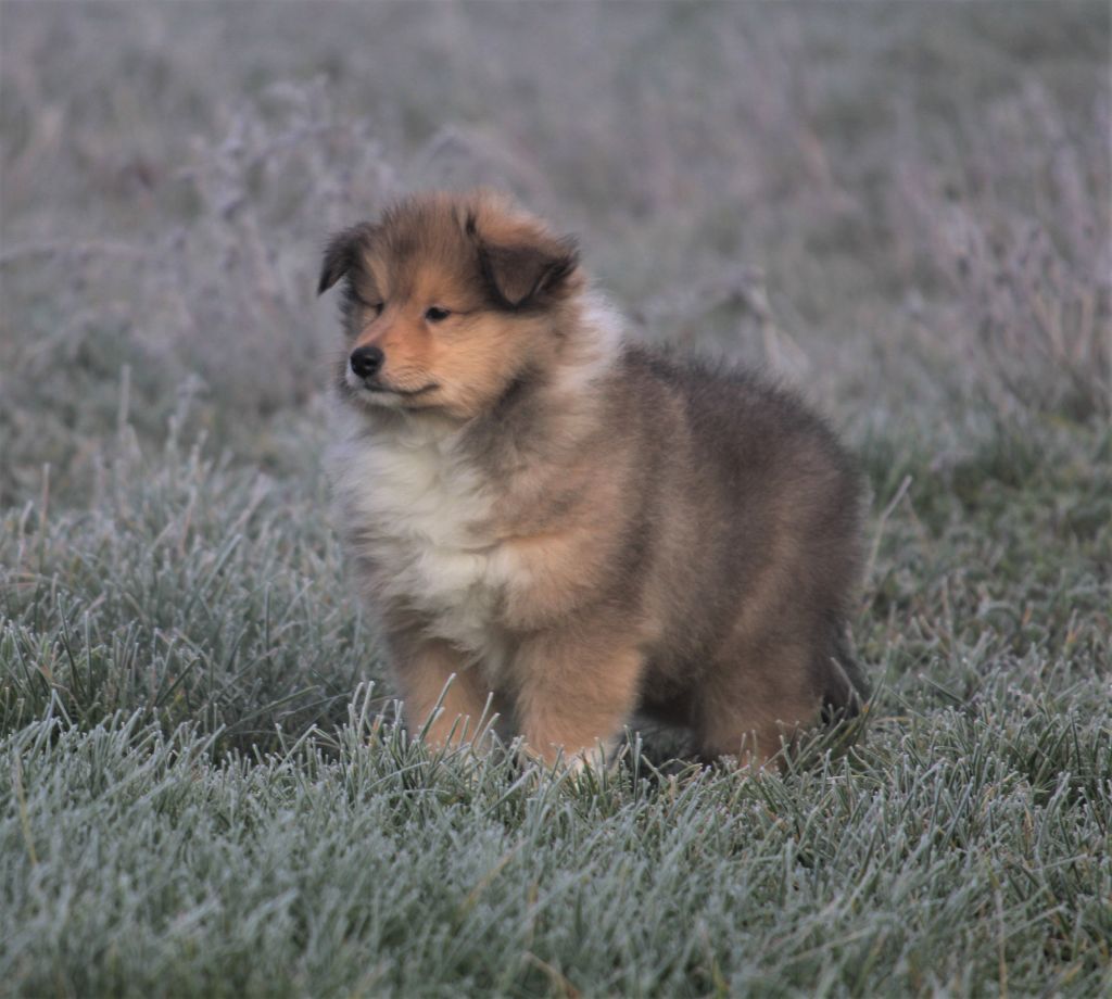 de la Vallée de l'Aisne - Colley à poil long - Portée née le 06/11/2020