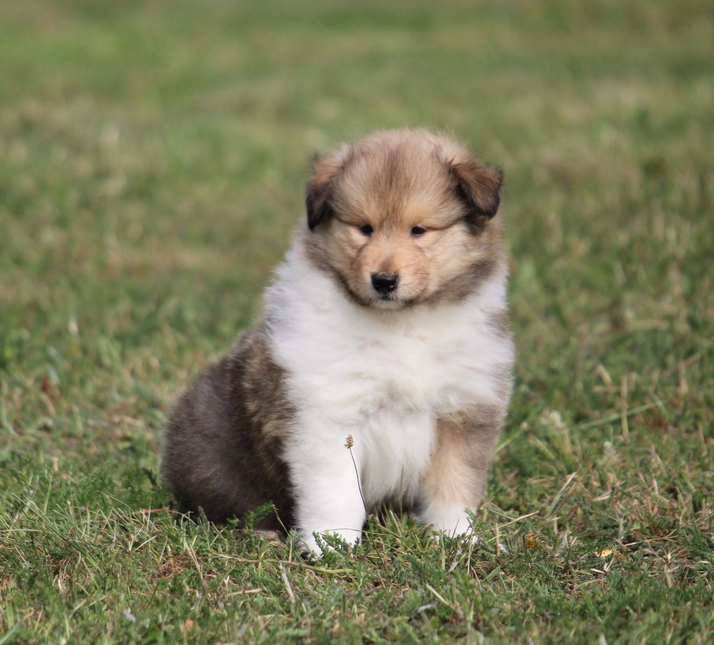 de la Vallée de l'Aisne - Chiots disponibles - Colley à poil long